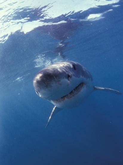 Underwater View Of A Great White Shark South Africa Photographic