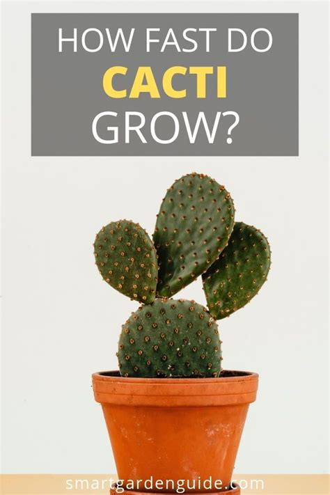 Pin By Alysson Watt On Plants Cactus How To Grow Cactus Cactus Care