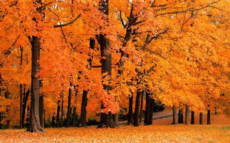 77 Free Fall Foliage Wallpaper