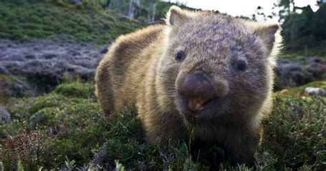 Interesting Wombat Facts By Seethewild Wildlife Conservation