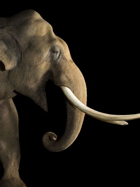 feudal paralyze mucus how many sets of teeth do elephants have officials pedal imperative
