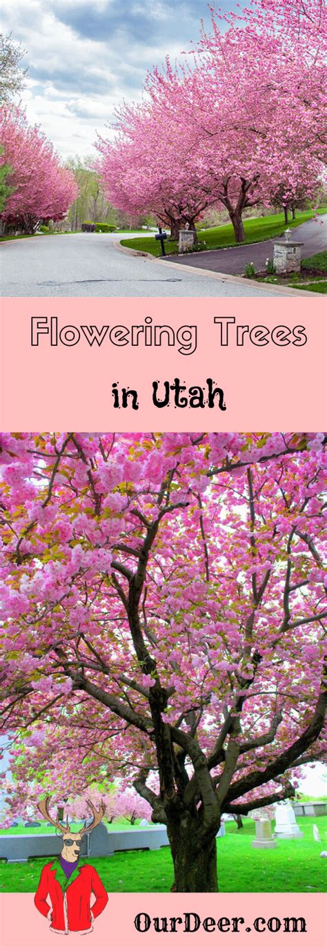 Cherry blossoms come from the genus, prunus, and are usually followed by small cherries that. Flowering Trees in Utah | Flowering trees, Landscaping ...