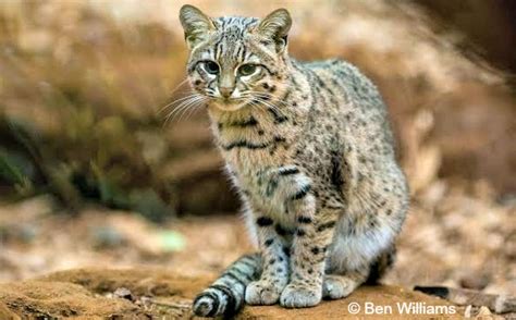 Update To The Conservation Status Of Wild Cats International Society