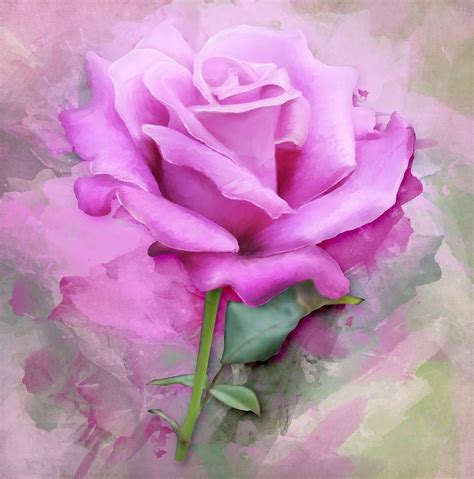 Watercolor Rose D67