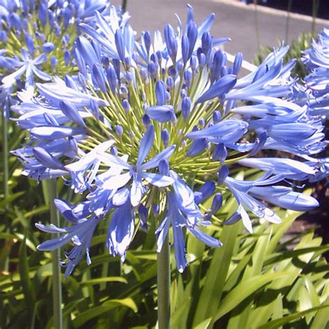 Fleur Bleue Avec Grande Tige Almanusa