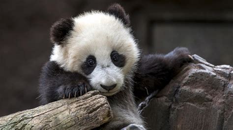 Panda Bear Panda Protected Animal Wild Animals Little Bear Bear