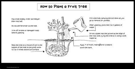 How To Plant Fruit Trees In Clay Soil Plant And Seed Guide