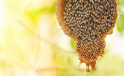 Why Should You Remove Bees From Your Home Live Bee Removal
