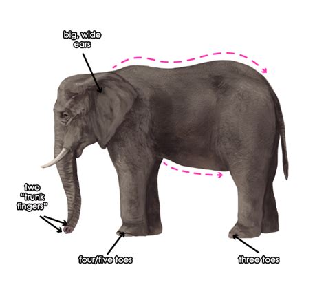 How to Draw Animals: Elephants, Their Species and Anatomy | Envato Tuts+