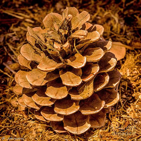 Ponderosa Pine Cone Photograph By Bob And Nadine Johnston