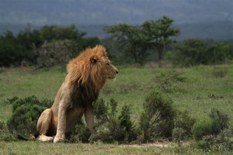 Canned Lion Hunting In Africa And How To Help Lion Conservation