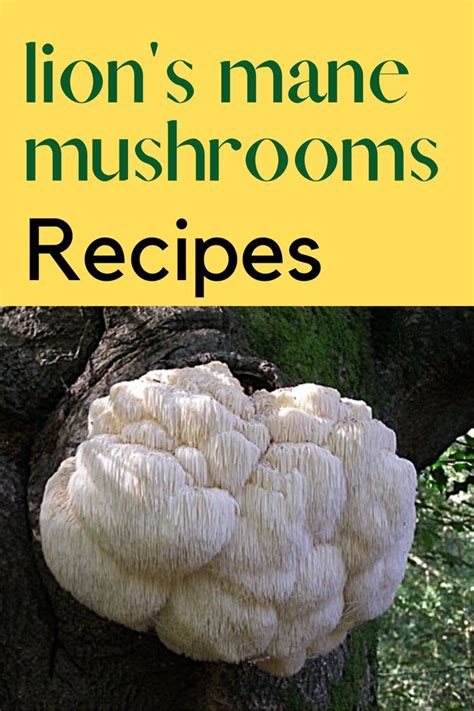 Growing lion's mane mushrooms at home has become more popular in recent years, with improved strains popping up all time, and for a good reason. Superfood Recipe in 2020 | Lions mane mushroom recipe ...