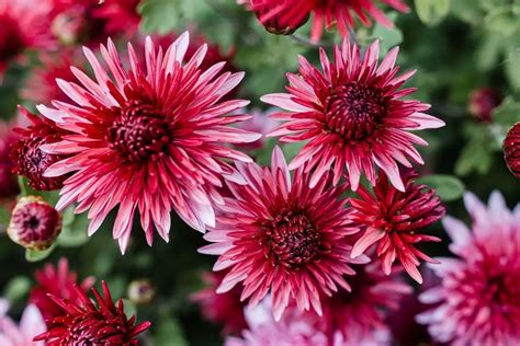 Chrysanthemum Flower Meaning And Symbolism Cultural Spiritual