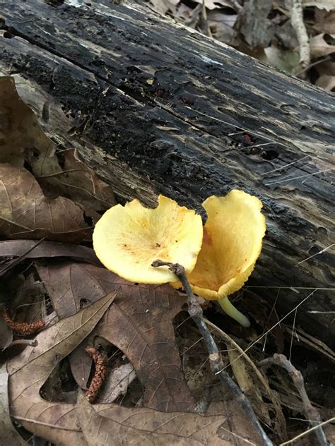 Chanterelles In Georgia Mushroom Hunting And Identification