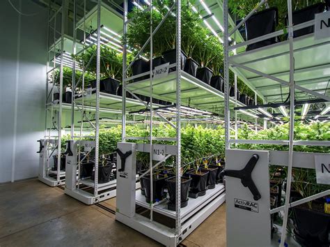 Cannabis Vertical Grow System Maximizing Your Space