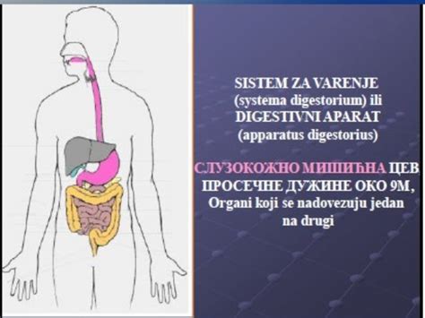 Digestivni Sistem