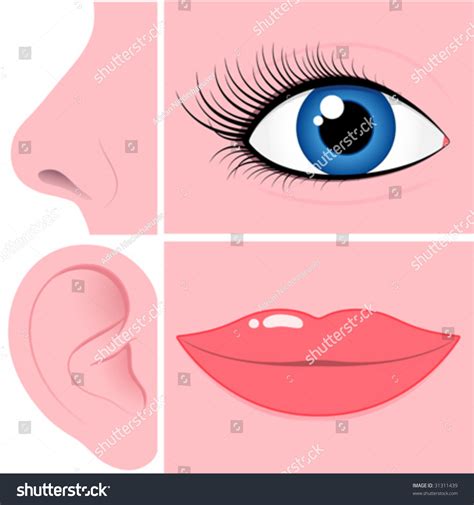 Nose Eye Ear And Mouth Collection Vector 31311439 Shutterstock