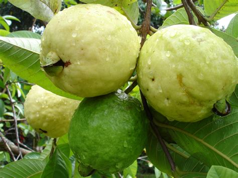 Avoid using metal wire as a tie as it can cut into the bark of your tree. GUAVA - LIVE PLANT - ALL CLIMATE - BANGALORE AGRICO - HIGH ...