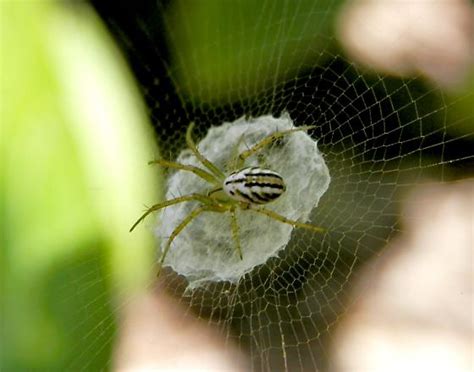 Orb Weaver Spider Identification Please Mangora Gibberosa Bugguidenet