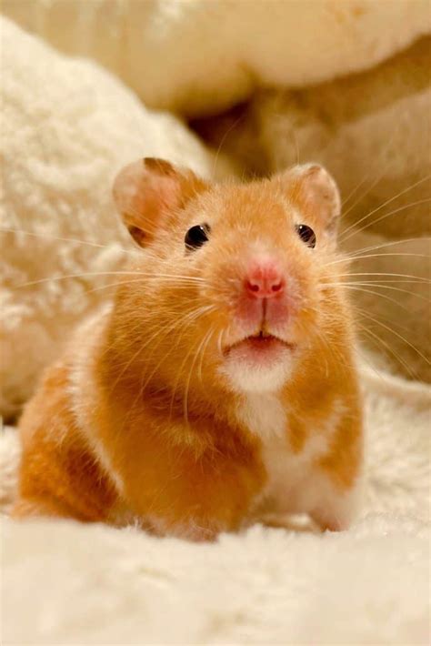 What Do Hamsters See And Hear