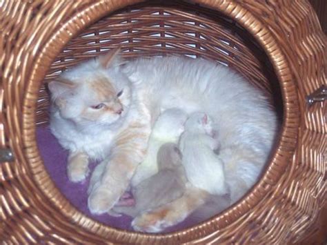 Find a kitten for sale, cats for sale, in our online classifieds. CFA Himalayan Kittens for Sale in Clermont, Florida ...