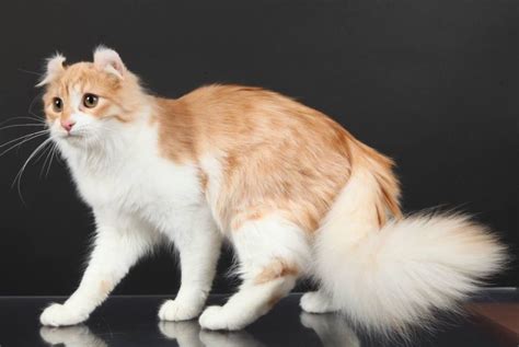 Как определить породу котенка по окрасу и ушам