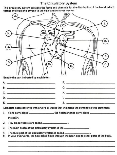 Anatomy And Physiology Diagrams Worksheets Printable Ronald Worksheets