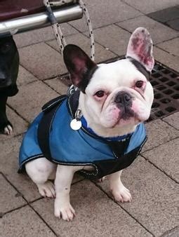 Here at lincolns french bulldogs we pride our selves on breeding healthy french. Gallery of Succesful Adoptions - FRENCH BULLDOG RESCUE GB