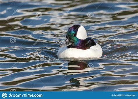 Male Bufflehead Duck Stock Photo Image Of Male Nature 143382352