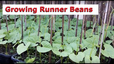 Growing Runner Beans Including Time Lapse Video Youtube