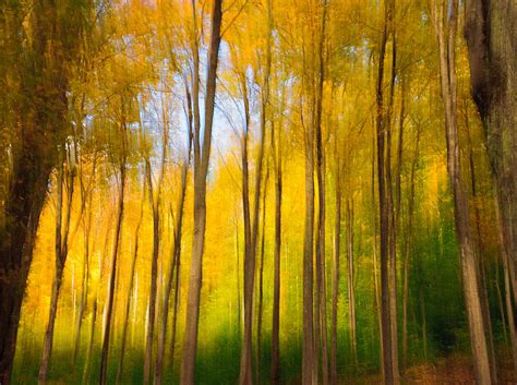 Woodland Impression Photograph By Fred Leblanc Fine Art America