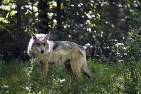 Endangered Mexican Gray Wolf Roaming Near Flagstaff Captured And