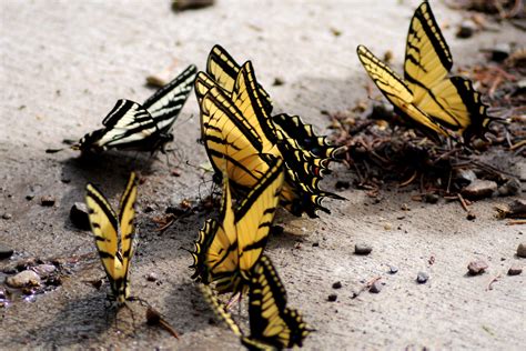 Butterflies Western Tiger Swallowtail Papilio Rutulus Flickr