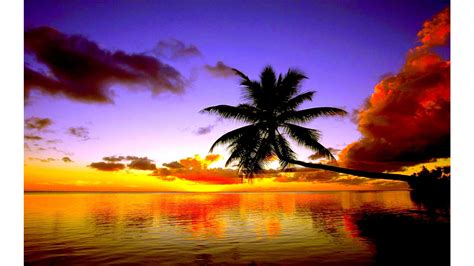 Free Download Lost Palm Tree 4k Sunset Wallpapers 4k Wallpaper