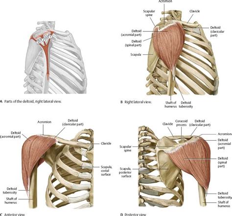 Shoulder And Scapular Region Anatomy Qa Off