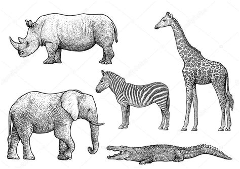 African Animals Illustration Drawing Engraving Ink