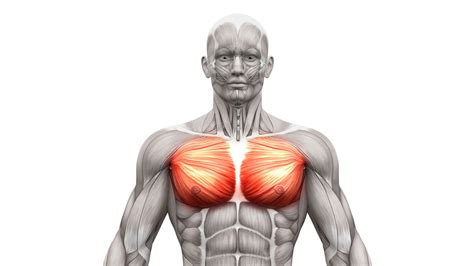 Pulled Chest Muscle Symptoms Causes And Treatment The Amino Company