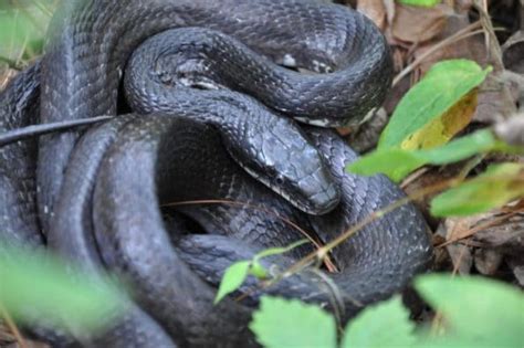 Cobra Preta De São Tomé é Uma Espécie única No Mundo Téla Nón