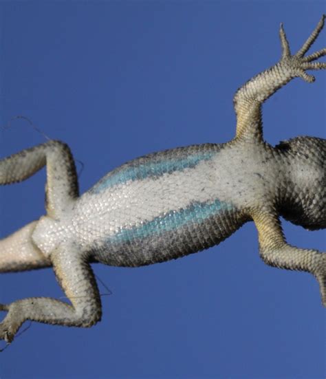 Western Fence Lizard