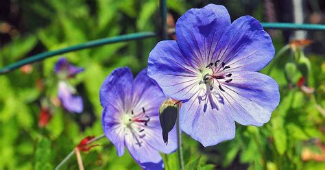 A bit of botany a little botanical information on cranesbill. geranium pusilum blue orchid cranesbill seeds,60 flowers ...
