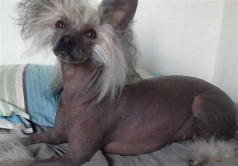 7 Facts You May Not Know About Chinese Crested Dogs