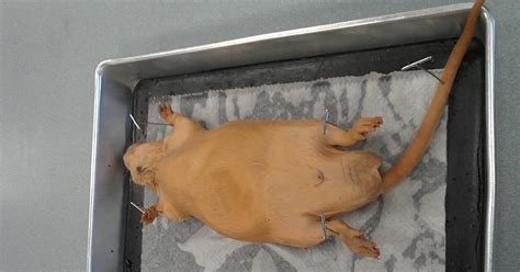 Joshs Biology Blog Rat Dissection