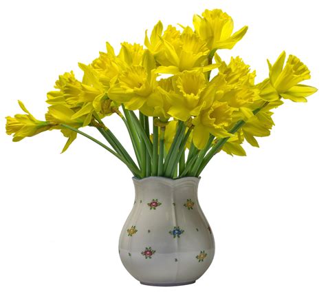 Flowers Osterglocken Daffodils Free Image On Pixabay