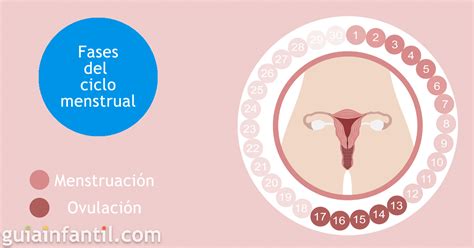 Redundante Anillo Duro Par Metros Proceso De La Menstruaci N Paso A