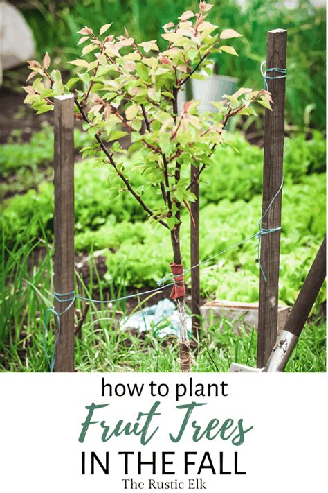 Ultimate Guide To Planting Trees In The Fall In 2020 Trees To Plant