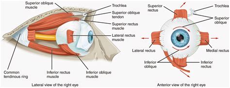 Human Eye Anatomy Parts Of The Eye And Structure Of The Human Eye