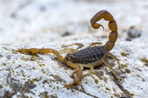 Escorpión Amarillo Características Alimentación Hábitat Reproducción Depredadores