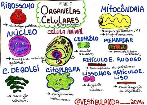 Pin De Nutrindo Mentes En Membrana E Organelas Biología Celular