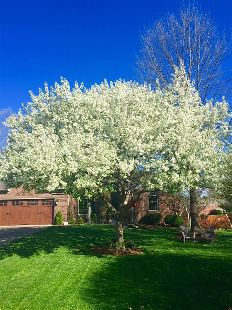 How To Plant A Flowering Crabapple Tree