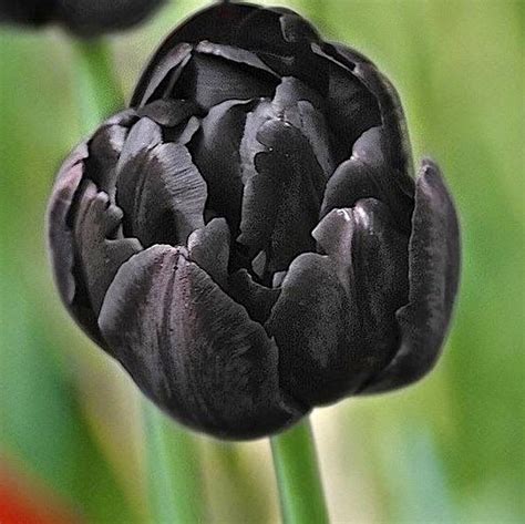 Black Tulip Flower Pretty Black Tulip Hd Wallpaper Peakpx